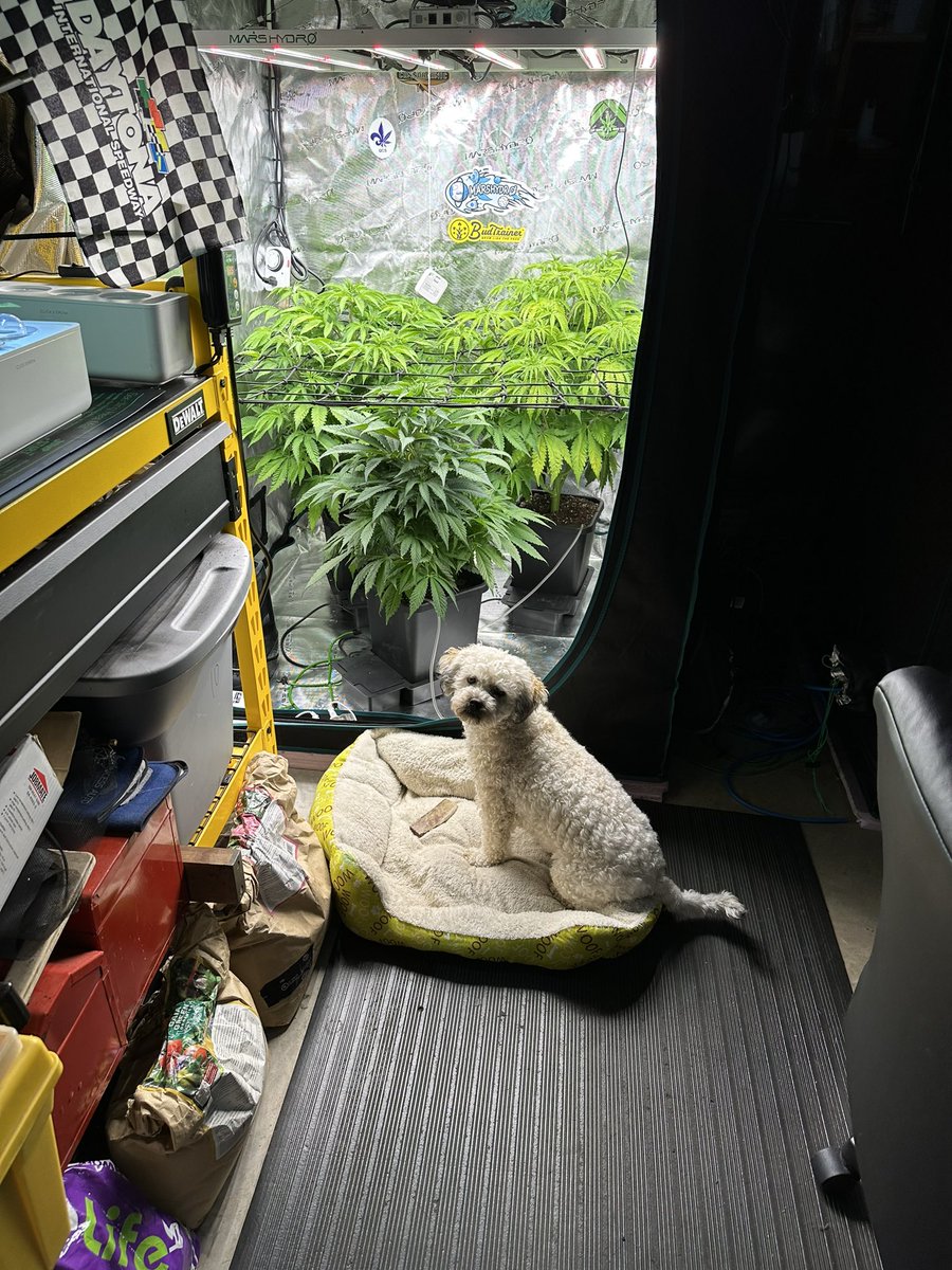 710EastCoast's tweet photo. Week 5 of veg, low stress training with #budclips by #budtrainer and the scrog net 💚✌️
#marshydro #marshydrofce4800
#marshydrogrowtent
#marshydroinlinefan
#atlasseed #slurpicane
#autopot
#budclips #mansbestfriend #havapoo #luna @Marshydro @MarsHydroLight
@Coco_Pan2022 https://t.co/1pQ2XyqkGc