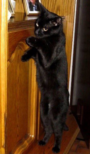 Please can I ask for MASSES special purrs for <a href="/PumaKingCat/">Angel PUMA King Cat</a> Puma’s deeply heartsore Mom <a href="/MissSunnyMind/">SUNNY missez PUMA❤</a> and Dad <a href="/cathound7/">Charles Lance</a>💔
Tenth anniversary of beloved Puma crossing #OTRB💜🐾
#weeti #healingpurrspawty #ForeverLove #AngelPuma
#OTRB November 12 2013🌈