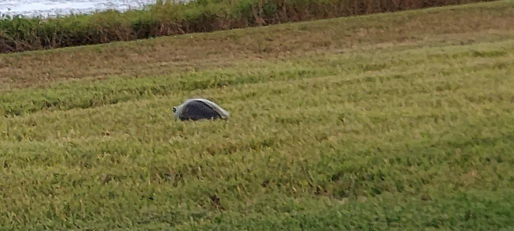 KathyGrosskurth's tweet photo. I never know what Iโm going to see sitting out on my lanai! ๐ข๐ข๐ข
#HappySunday #TurtleCrossing #SundayFunday #FloridaLife https://t.co/nYu5QbzuB3