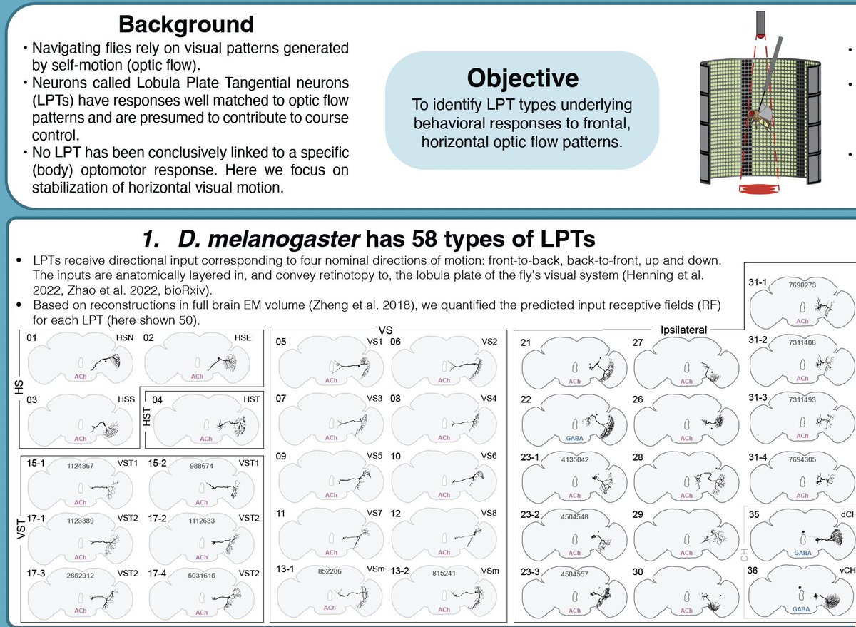 Sanna Koskela (@sanna_koskela) on Twitter photo If you’re at #SfN2023 this morning, come see my poster at poster board W2! While you’re at it check out the other amazing posters from <a href="/MichaelBReiser/">Michael Reiser | michaelreiser.bsky.social</a> lab! <a href="/ArtxZhao/">ArtxZhao</a> poster board V25 and <a href="/PaveeSeeni/">Pavithraa Seenivasan</a> poster board X11 If you’re at #SfN2023 this morning, come see my poster at poster board W2! While you’re at it check out the other amazing posters from <a href="/MichaelBReiser/">Michael Reiser | michaelreiser.bsky.social</a> lab! <a href="/ArtxZhao/">ArtxZhao</a> poster board V25 and <a href="/PaveeSeeni/">Pavithraa Seenivasan</a> poster board X11