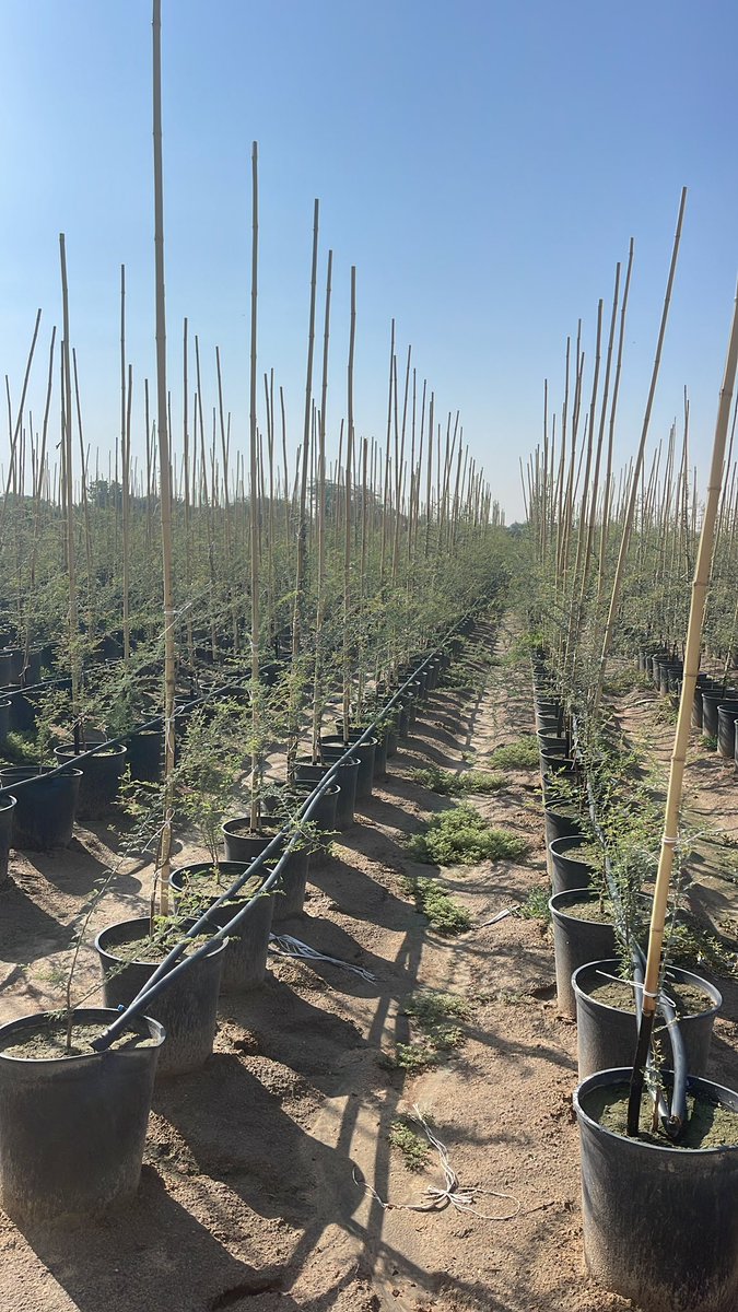 نجيل طبيعي واشجار متنوعة