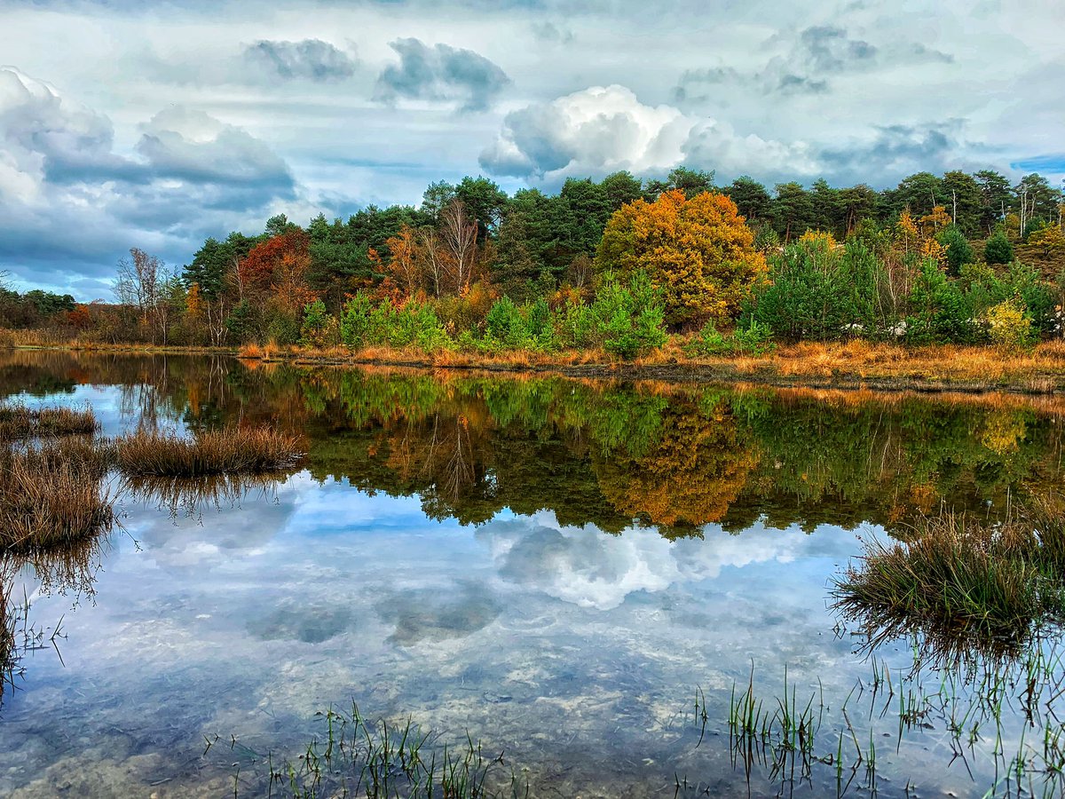 ptica_selica's tweet photo. #Brunssumerheide in de herfst glory
#limburg #zuidlimburg @magnifiekZL https://t.co/y45XRUmgnw