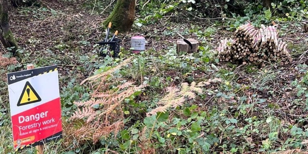 Coppicing – a traditional form of woodland management – plays a key role in providing habitats for wildlife & creating a sustainable source of wood. 💚 Working with #DorsetCoppiceGroup this work is essential in helping us maintain a healthy and thriving forest.