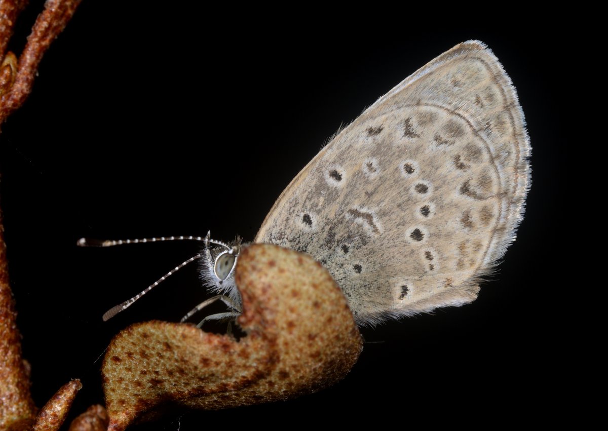 #ヤマトシジミ。
新鮮な個体だから、家で羽化したのはお前かも知れんな。
#Zizeeria maha #Lycaenidae #Lepidoptera
