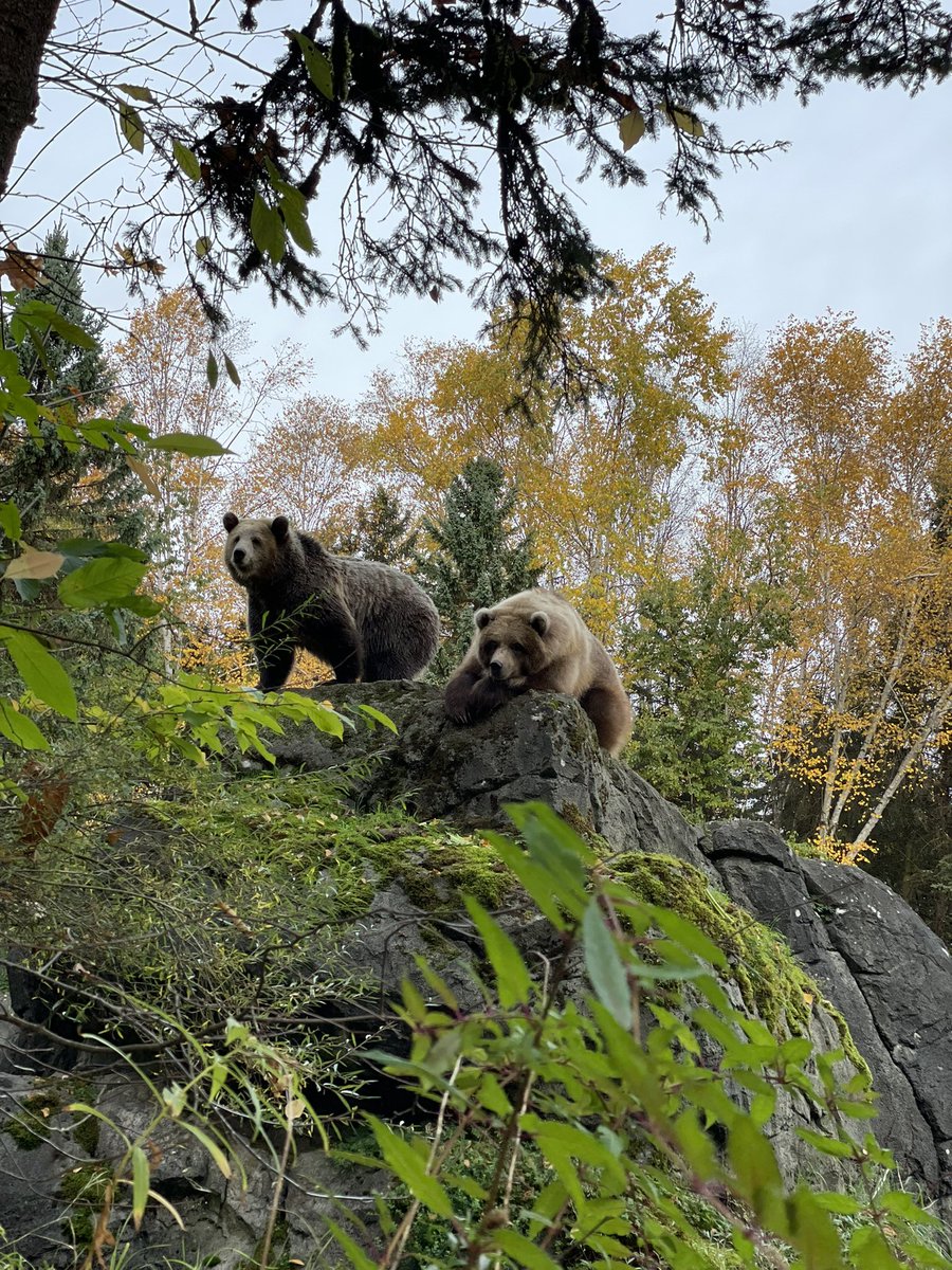 Have you commented? This is your opportunity to speak up for grizzlies—The U.S. Fish and Wildlife Service and the National Park Service are accepting public comments until November 13, 2023. Leave a public comment in support of grizzly reintroduction: zoo.org/recovery/grizz…