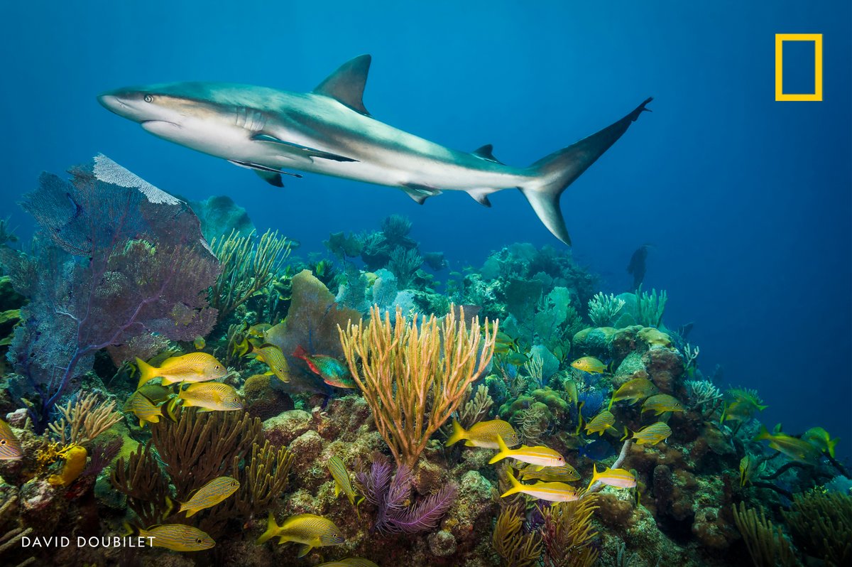 A Caribbean Reef shark patrols Gardens of the Queen National Marine Park in Cuba.