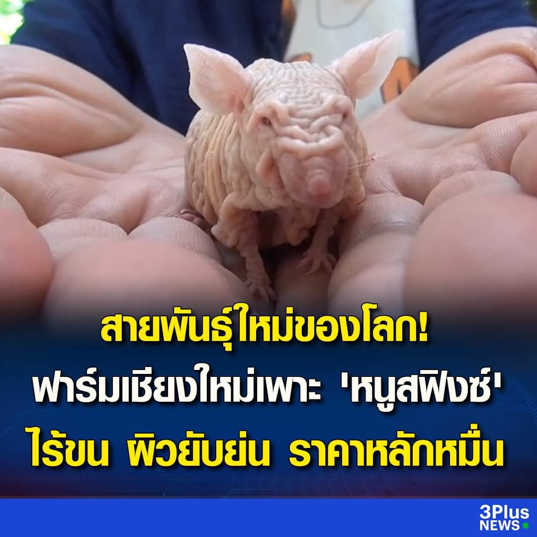 𓂂𓏸 ‧˚𝒥𝒾𝓃𝓃𝒾🪼｡ ﾟ tweet media