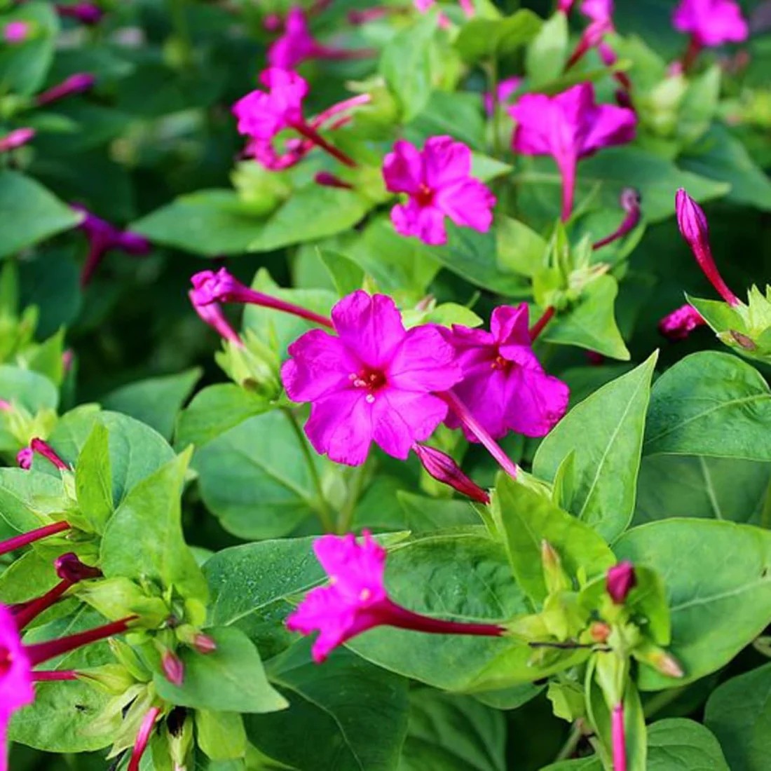 gransgardenseed's tweet photo. Old-Fashioned Four O’ Clock Flower Seeds, https://t.co/JFNp4ZNLDc

The hummingbirds and pollinators will love your garden when you grow these fragrant flowers from Four O' Clock seeds. 
#flowerseeds #gardenseeds #FourOClockFlowerSeeds https://t.co/v9Vib8OWQQ