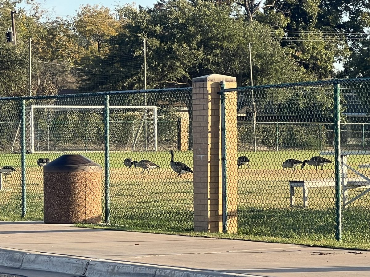 Everyone please say “good morning geese”