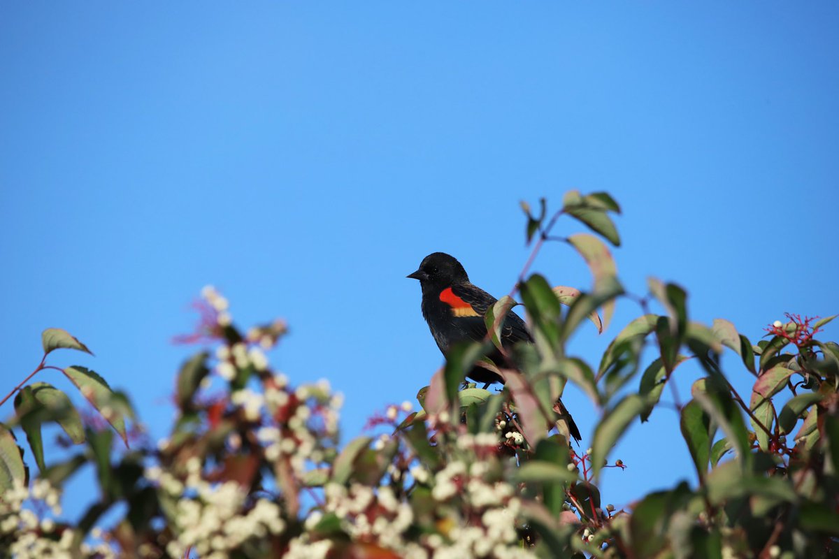 Red-winged Blackbird taken October 4, 2023                              #photography #birds #redwingedblackbird #fall #ygk
