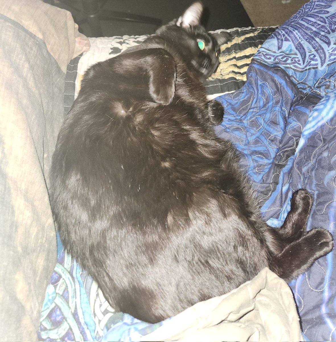 BassyIncubus's tweet image. Nyx says hello btw #streamerpets