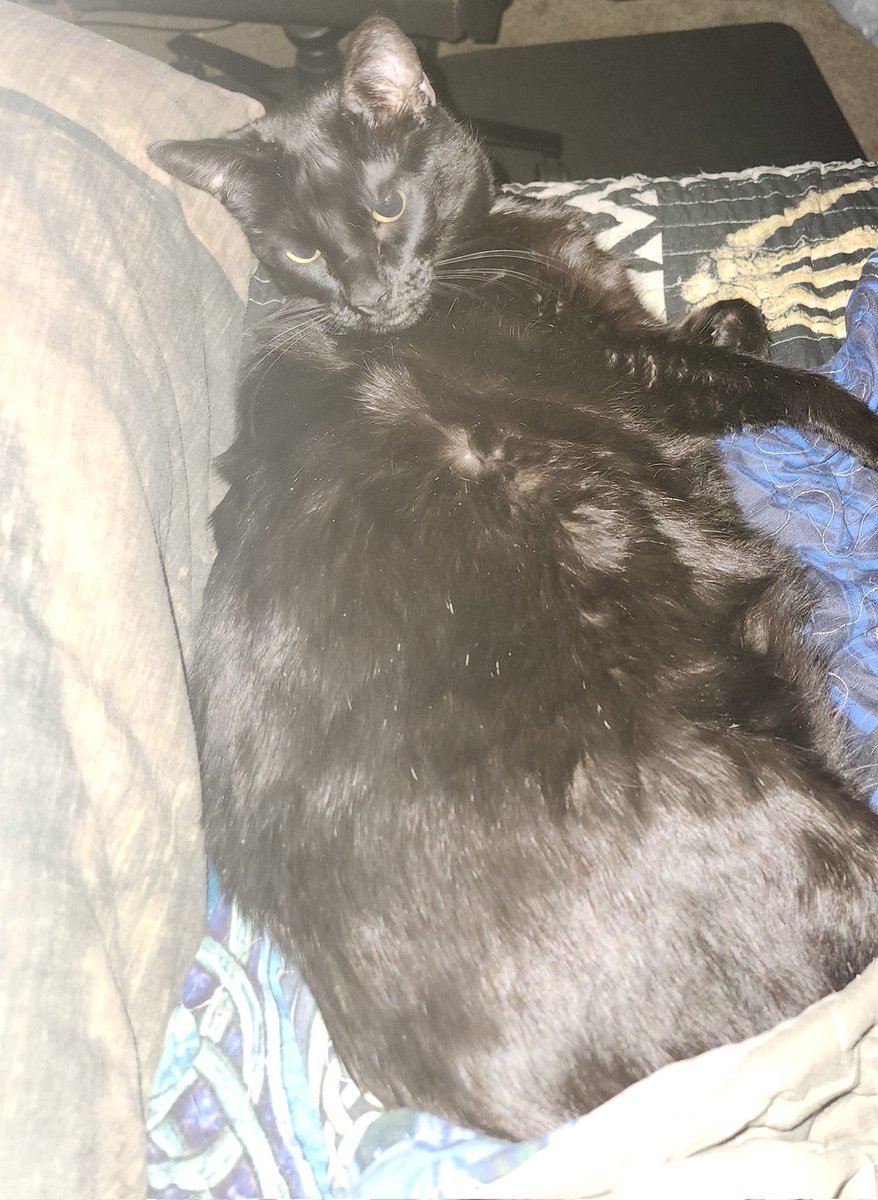 BassyIncubus's tweet image. Nyx says hello btw #streamerpets