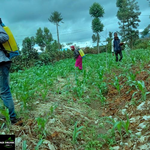 🌾Research-backed solutions like #OrganicPesticides, #agroecology and #ConservationAgriculture promote eco-friendly farming,ensuring a healthy balance between productivity and environmental conservation.Let's cultivate a #greener future together!
#FarmingForBetterFuture🌱🌱