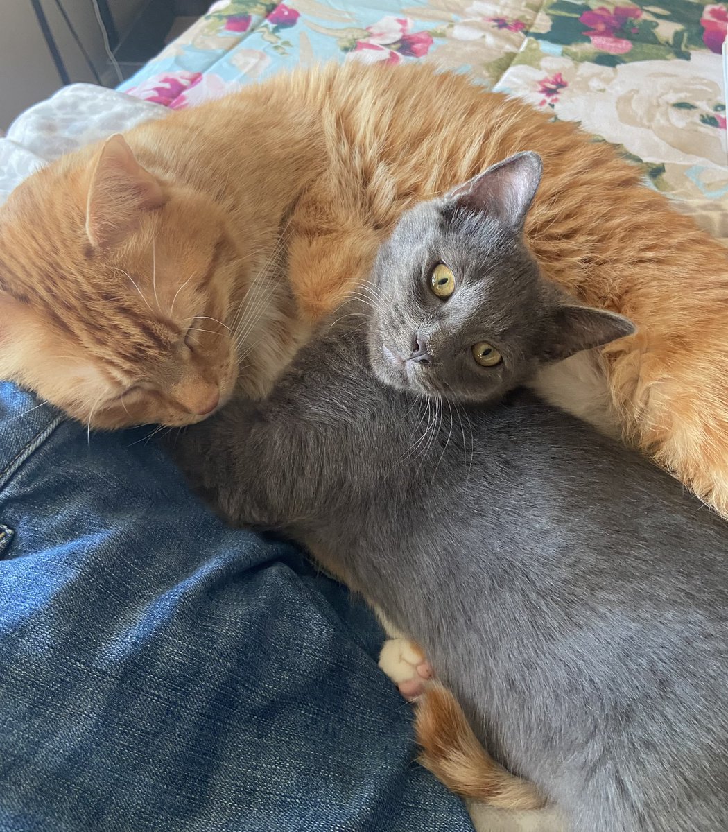 BFF😻🐈🐾🐈‍⬛😻