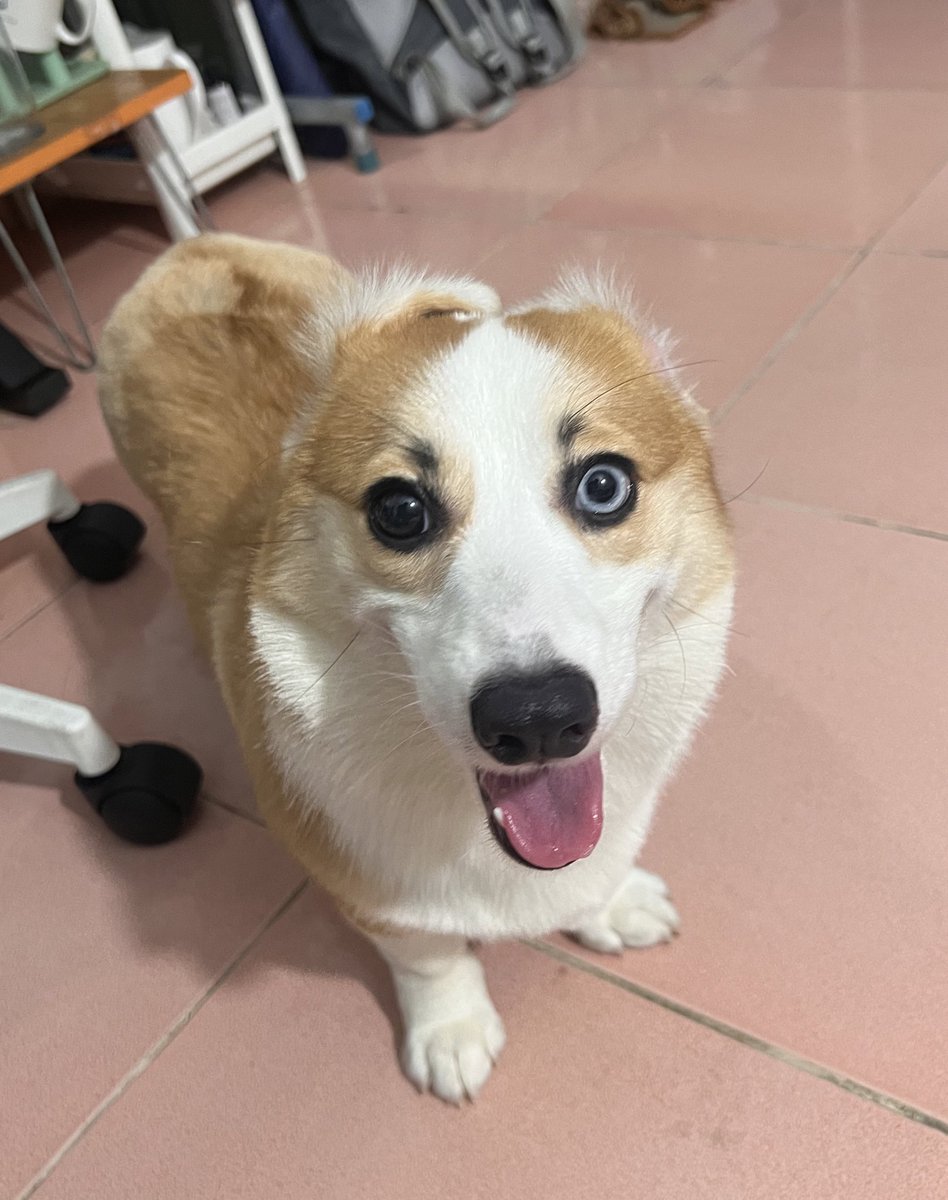 Coco_nutCorgi's tweet photo. Giao diện con cừu nhưng là con choá 🐶
#Cocothecorgi #DuaVietNam https://t.co/4QYa0SBkQu