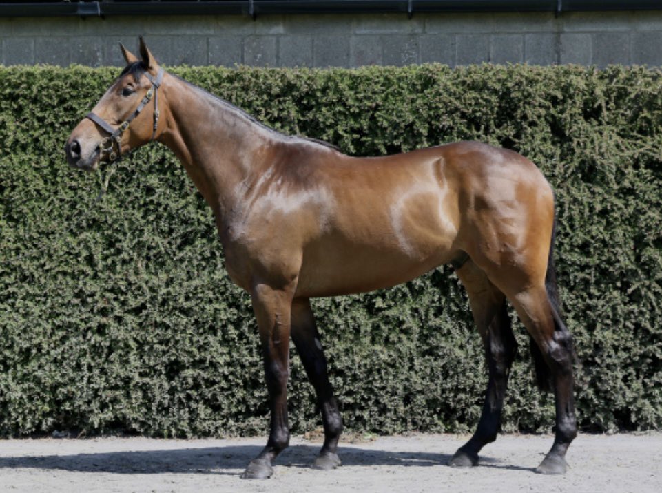 The Sandown bumper is won by @Tattersalls_ie Derby Sale graduate, Touquet for @PFNicholls & Graeme Brooks. The 4yo son of Kapgarde first time on a racecourse was bought from Oak Tree Farm. Congratulations to all 👏 ⚫️🔵⚪️