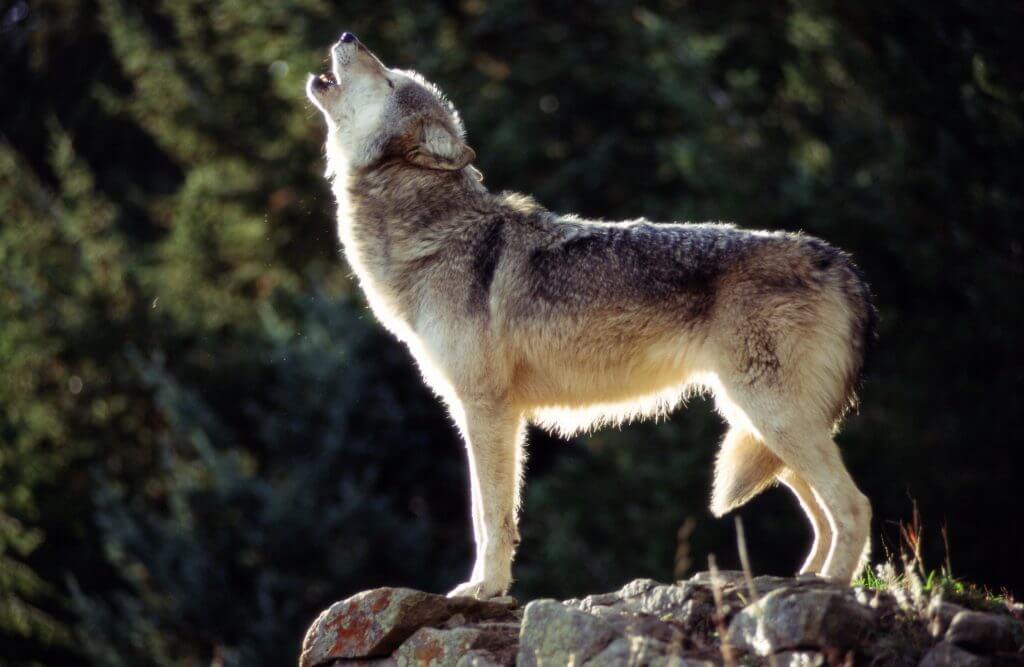 natives_wolf's tweet photo. "We have doomed the wolf not for what it is, but for what we deliberately and mistakenly perceive it to be the mythologized epitome of a savage ruthless killer which is, in reality, no more than a reflected image of ourself."
Farley Mowat
#Wolves #wolf #Wolfves #SaveWolves https://t.co/w2cygYlI2P