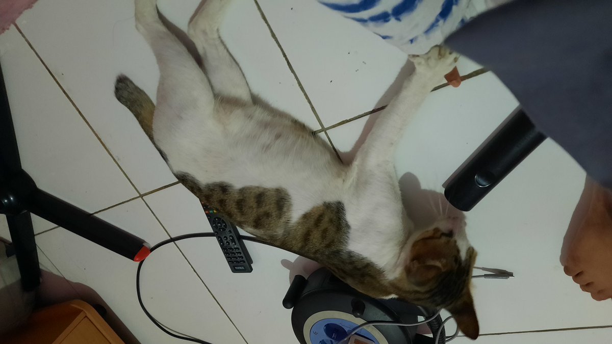 cccccylrs's tweet photo. @convomf 😼stop jangan aentuh aku https://t.co/0PLFJJRFPt