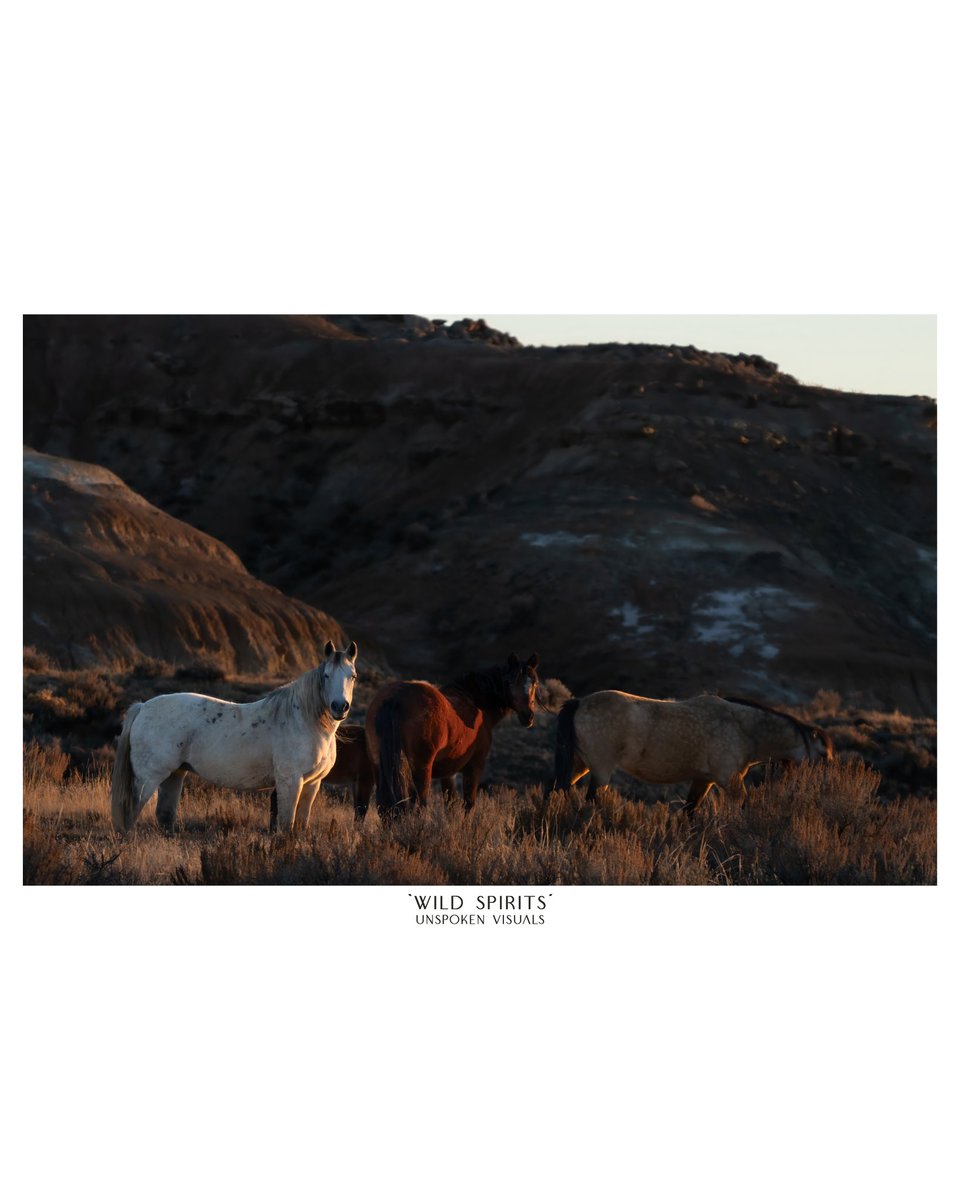 Wild Spirits

instagram.com/unspoken__visu…

#wyoming #wyresponsibly #jacksonhole #yellowstone #horses #wrangler #ranchlife #ranchliving #ranch #travel #explore #unspokenvisuals #explorewyoming #travel #sunset