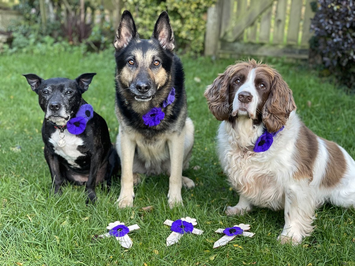 We will never forget the humans & animals who gave their lives to protect all of us 🐾❤️🐾 #remberance #remembereveryonedeployed #rememberancesunday #Remembrance2023 @MA_PurplePoppy