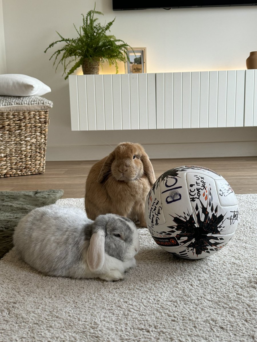 🎶 He’s got rabbits in his house 🎶

  <a href="/BathCity_FC/">Bath City FC</a>