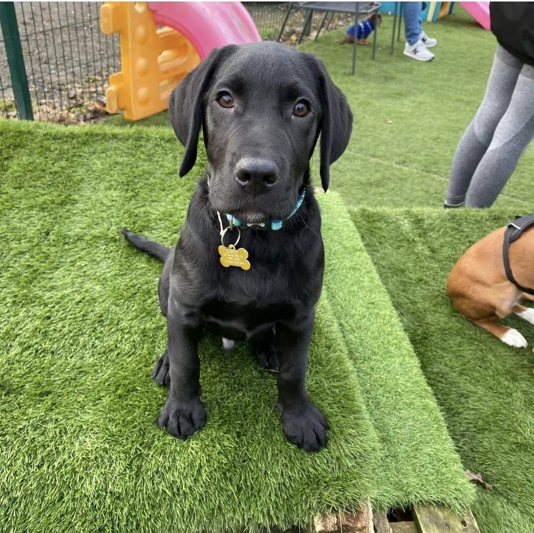 jools1k's tweet photo. Buddy B is 1 today! Happy birthday from his mum and dad who have dressed for the occasion, and his human family 💓 still hoping one day to be a therapy dog 🐕 ✨️ #labradorsrule https://t.co/Tijj0jc1gr