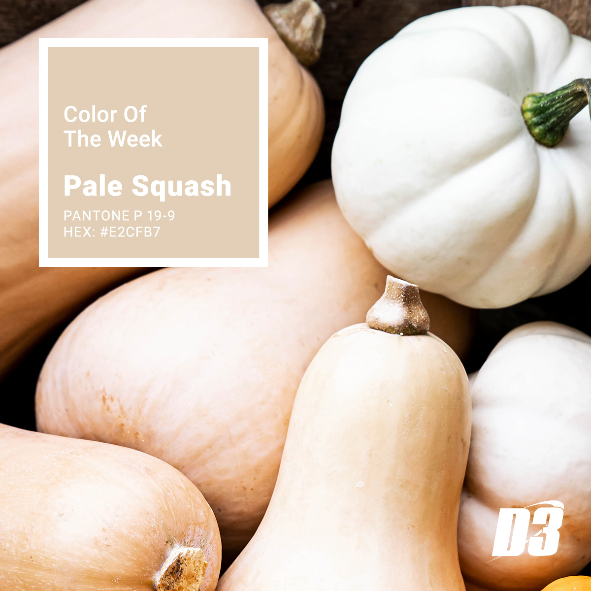 Pale Squash, our color this week, is a creamy butternut hue. Perfect for warm fall meals.
