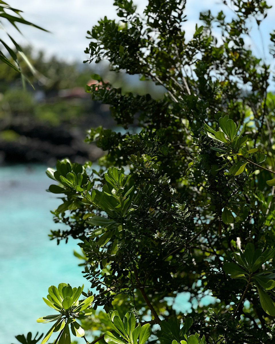 Dr.Rashed Al-Dhaheri tweet media