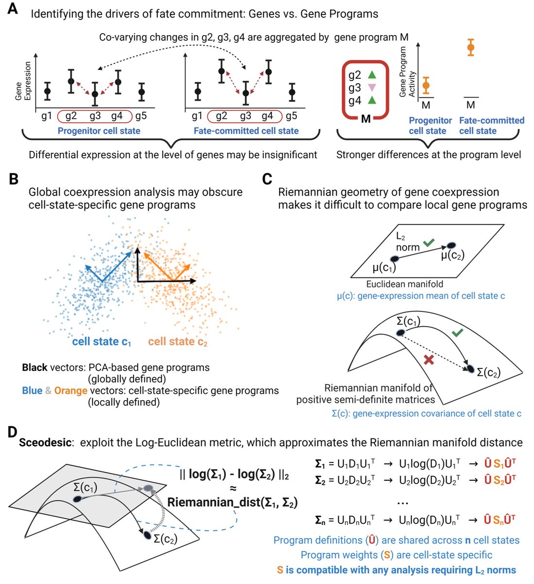 Sceodesic: Navigating the manifold of single-cell gene coexpression to discover interpretable gene programs biorxiv.org/content/10.110…