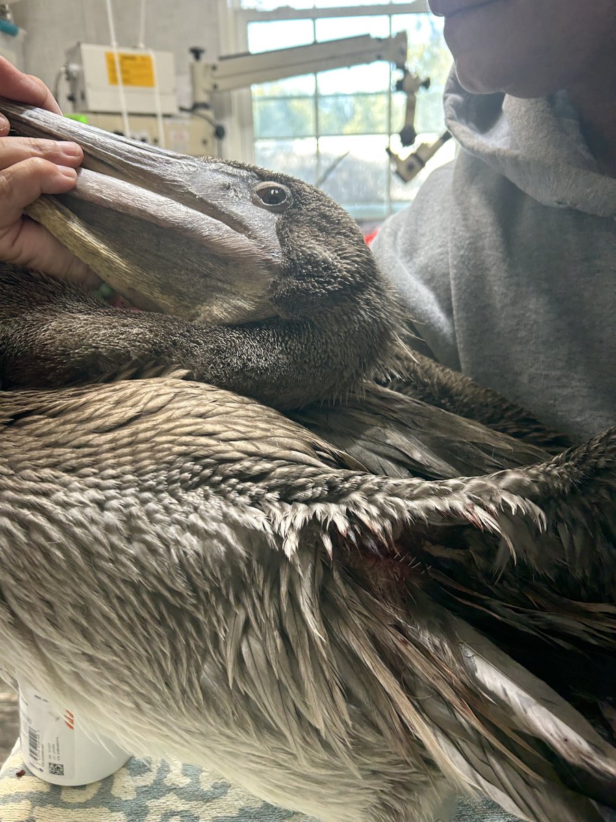 Alaqua Animal Refuge tweet media