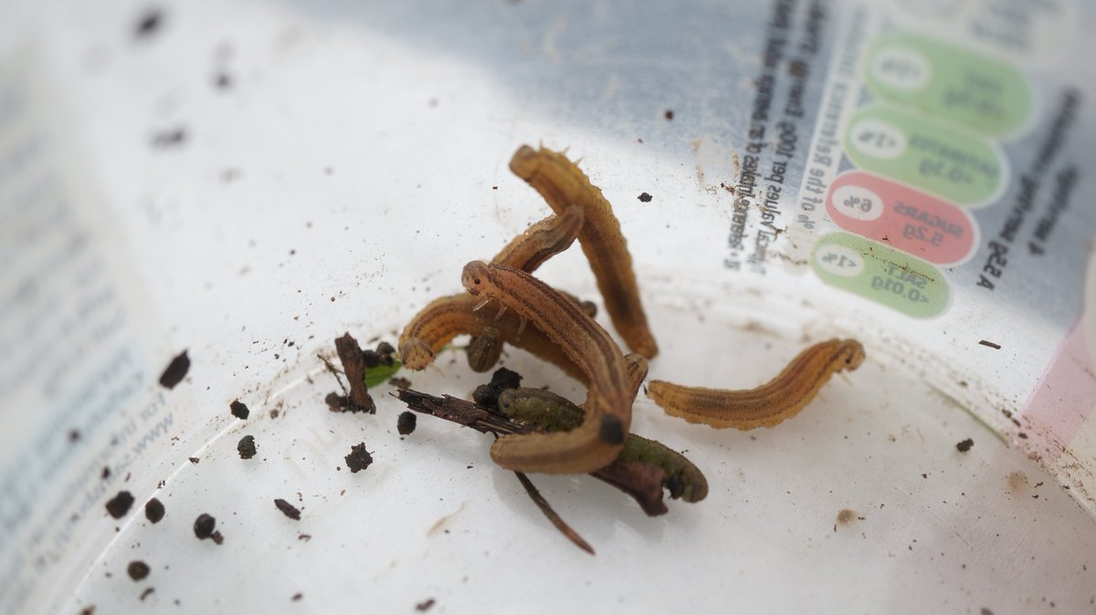 ChristosA89's tweet photo. Last night in ancient Northmoor Hill Wood (SSSI), I found total of 8 #Symphyta larvae (apart), within genus #Tenthredopsis, hopefully a rare UK species. I'll rear the specimens to tell of species when they eventually pupate and donate to @darwintreelife: @Coleopterist @BroadGavin https://t.co/lyCMRdyC4E