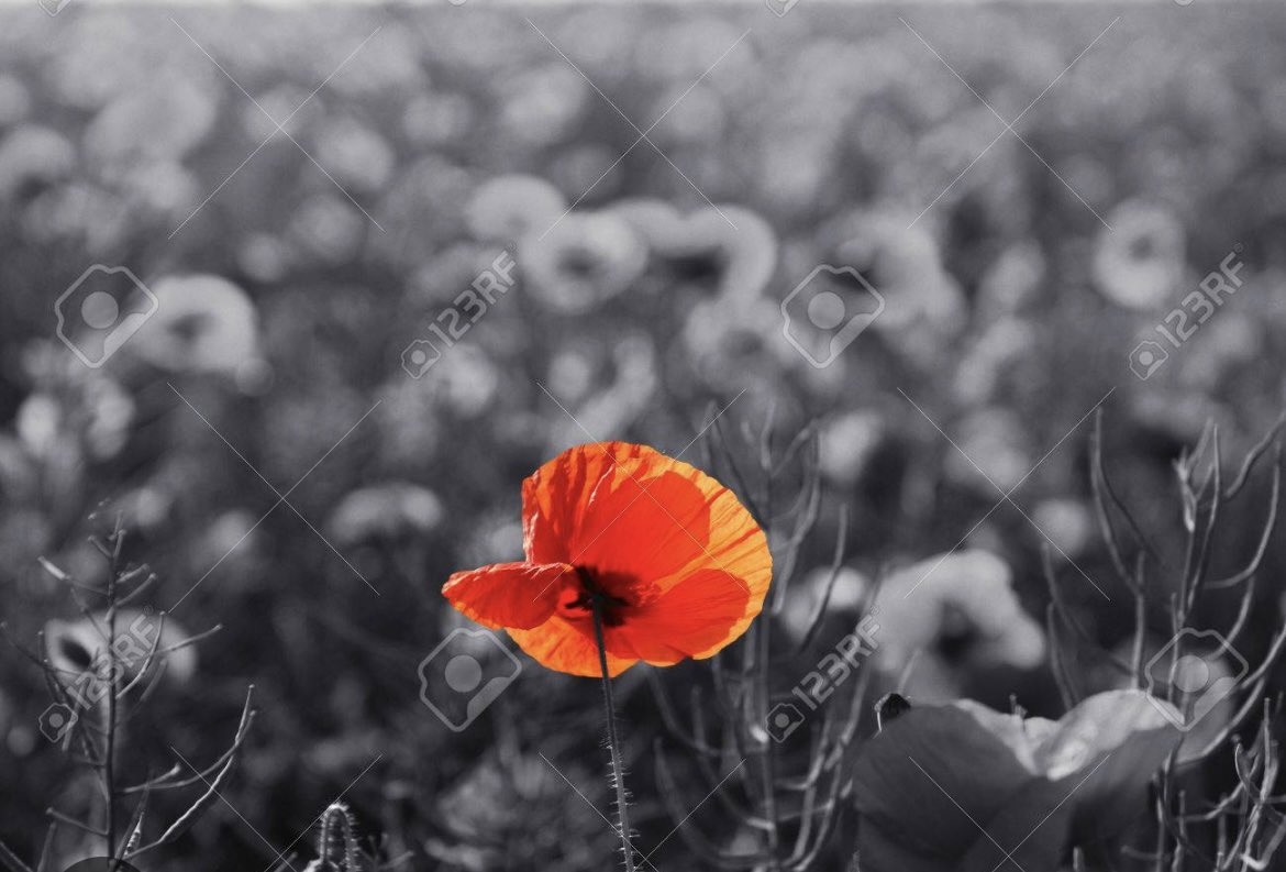 "At the going down of the sun 
And in the morning 
We will remember them."
#RemembanceDay