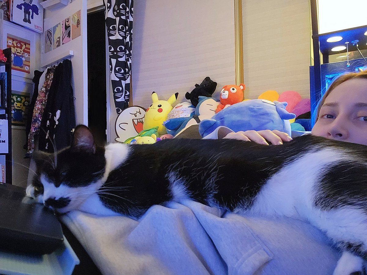 STVbears's tweet photo. ...Me trying to edit videos everyday ALSO me editing videos NEVER because I can't say no to my cat who likes to stare longingly at the cursor everyday and fart in my face 🤡❤️🐱 #Cats #Caturday #Youtube #Youpoo #ItsLove https://t.co/NTfYB4JfK9