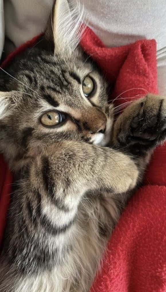 _LeChatPitre's tweet photo. Il était une fois Calisson, petit chaton abandonné par sa mère dans le jardin d’un particulier, qui nous l’a confié.

Ce magnifique petit chaton est désormais à l’adoption 💚

Comme tout chaton, il a besoin de beaucoup d’attentions, d’interactions: de jeux et de caresses. https://t.co/yciDrxq8OI