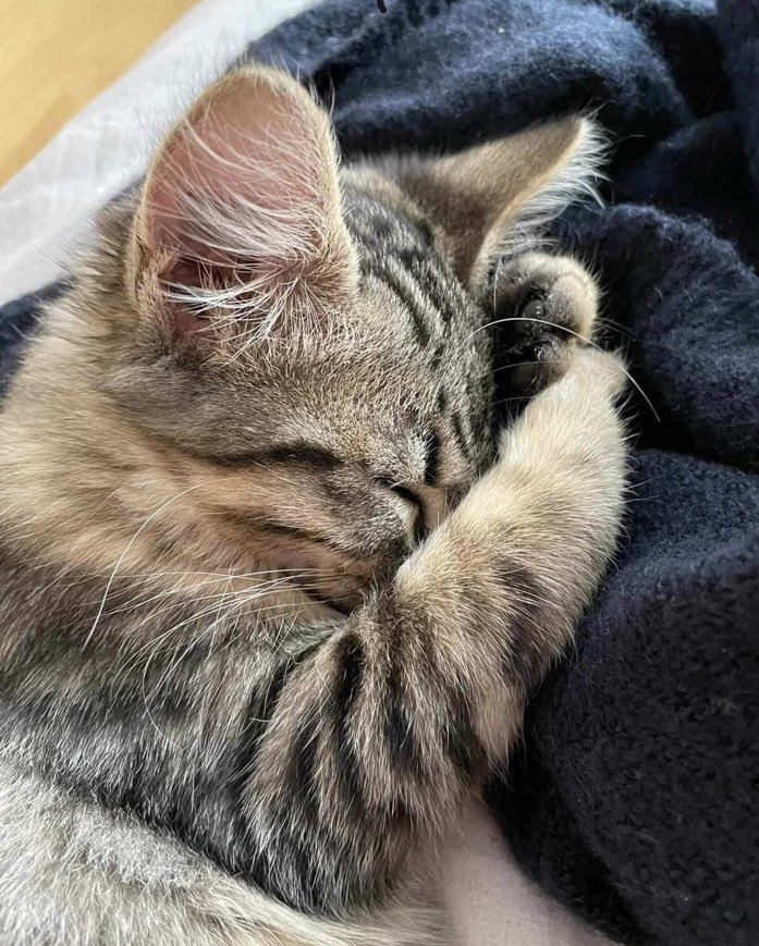 _LeChatPitre's tweet photo. Il était une fois Calisson, petit chaton abandonné par sa mère dans le jardin d’un particulier, qui nous l’a confié.

Ce magnifique petit chaton est désormais à l’adoption 💚

Comme tout chaton, il a besoin de beaucoup d’attentions, d’interactions: de jeux et de caresses. https://t.co/yciDrxq8OI