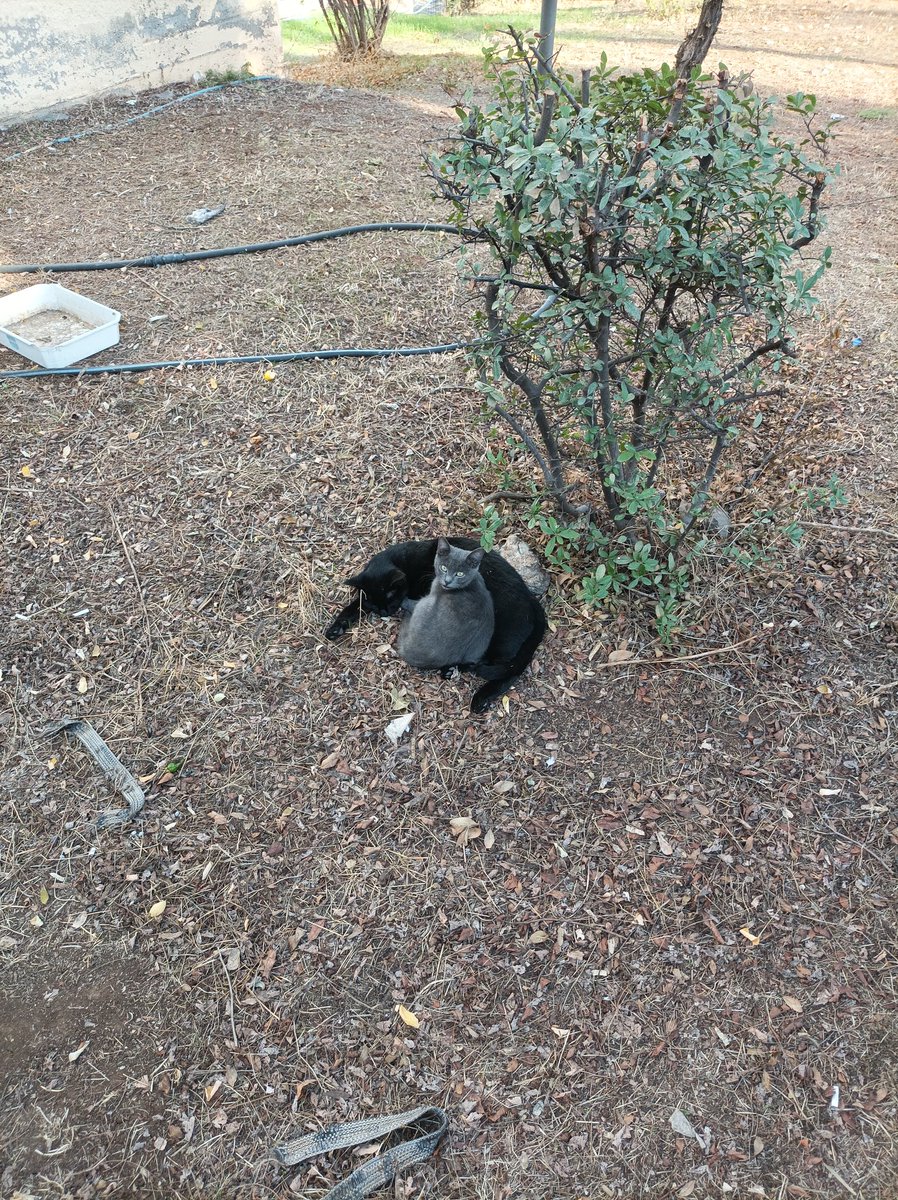 Kedilerle aram iyidir