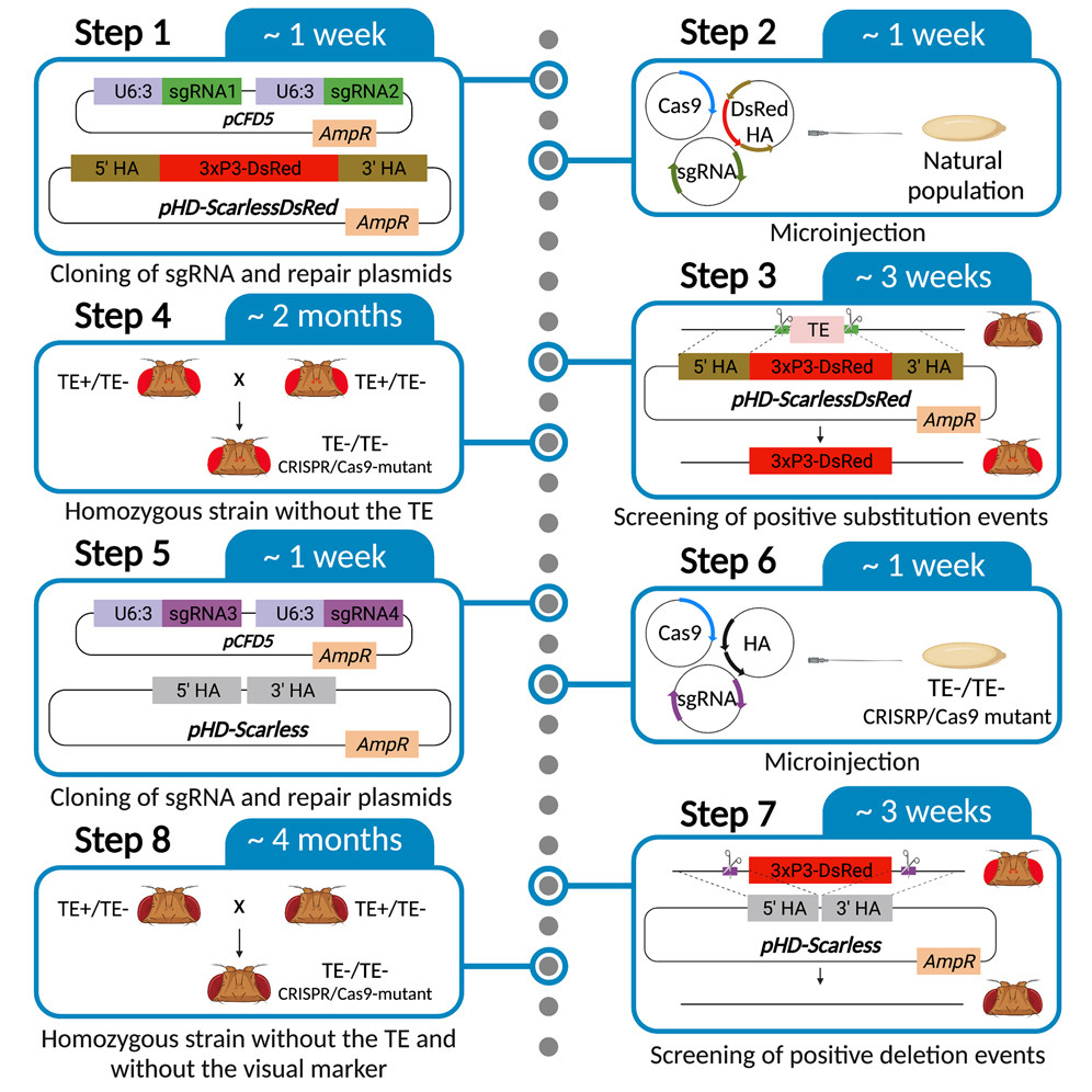 Miriam Merenciano (@mirimerenciano) on Twitter photo Are you planning to perform CRISPR/Cas9 to delete TEs in Drosophila? 🧬✂️🧬Check out our (<a href="/GonzalezLab_BCN/">Dr. Josefa González</a>) protocol in <a href="/STARProtocols/">STAR Protocols</a> 👇
star-protocols.cell.com/protocols/2924 Are you planning to perform CRISPR/Cas9 to delete TEs in Drosophila? 🧬✂️🧬Check out our (<a href="/GonzalezLab_BCN/">Dr. Josefa González</a>) protocol in <a href="/STARProtocols/">STAR Protocols</a> 👇
star-protocols.cell.com/protocols/2924