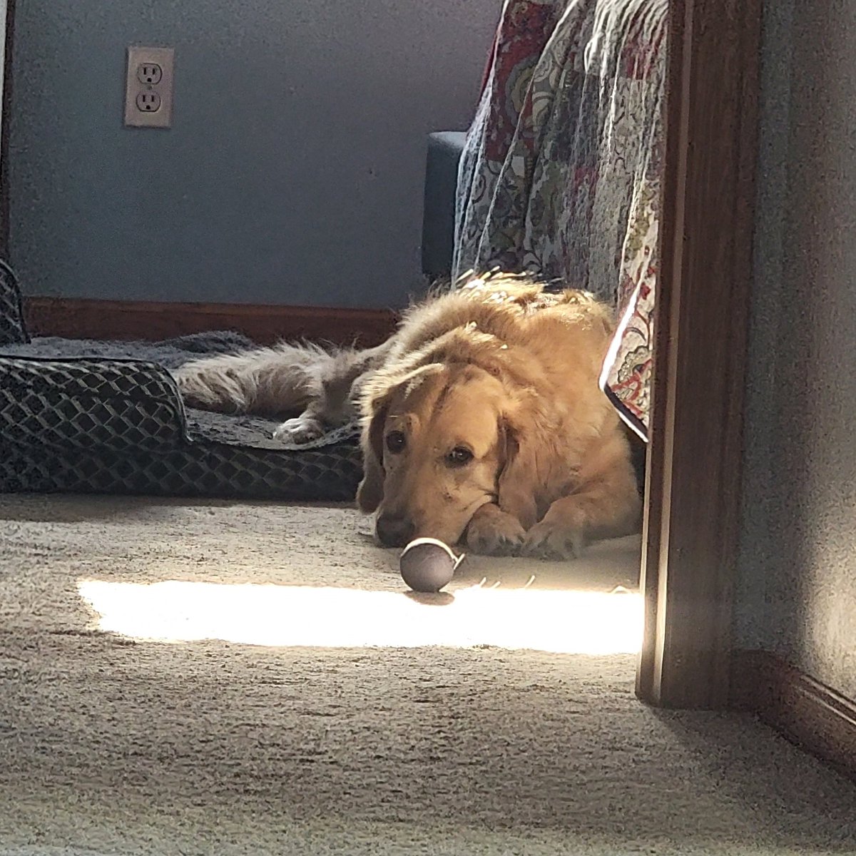 3 stages of Rosie: waiting, waiting, & more waiting. #Playtime #SundayMornings #Goldens