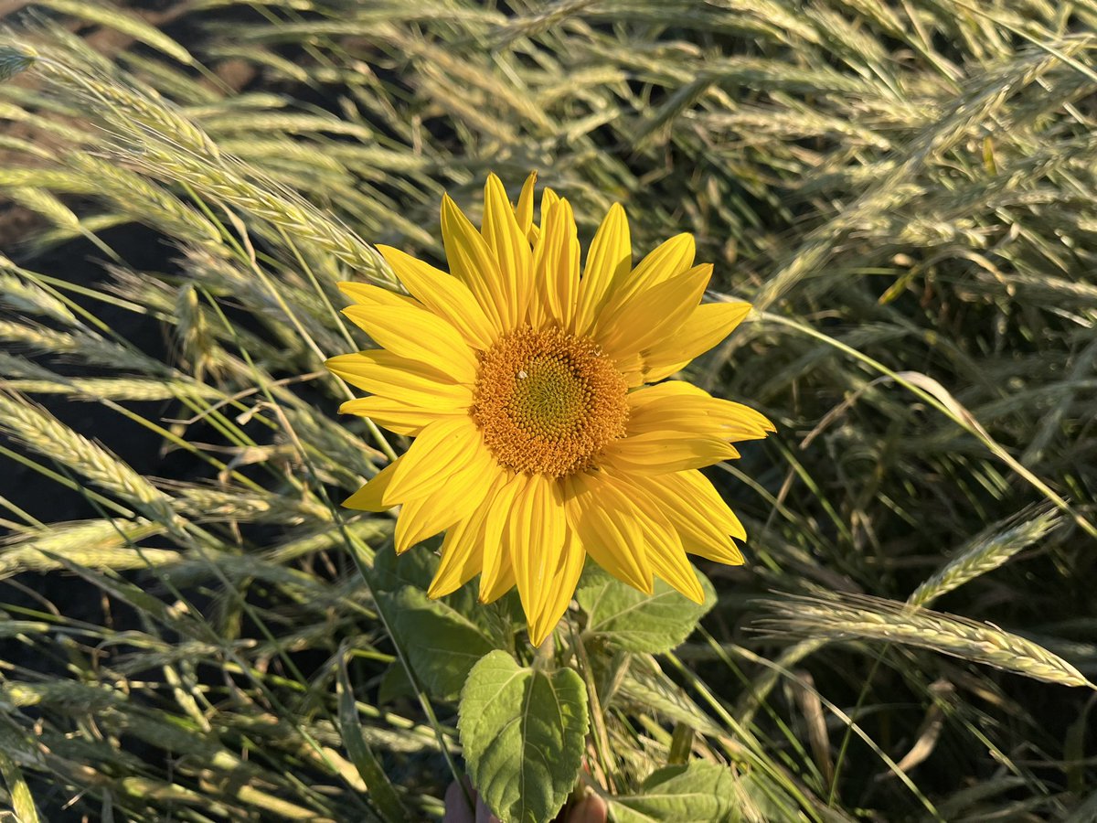 EBrennanScience's tweet image. Good morning sunflower in rye. It’s time to get to work. Got to beat the rain.