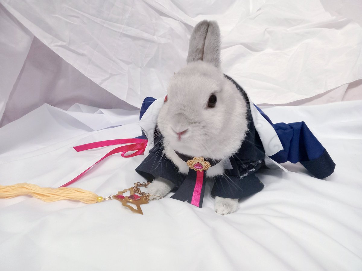 蘭萌皇🐰バイラン皇帝 tweet media