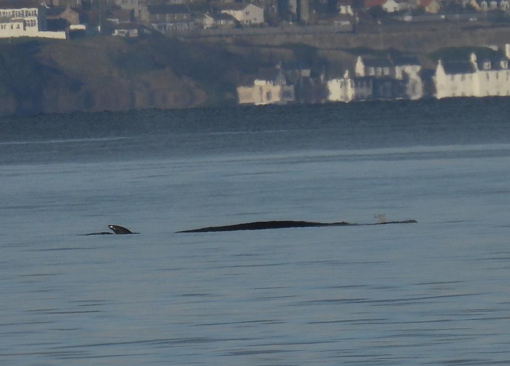 Not the best photo but Sei whale from Joppa today.