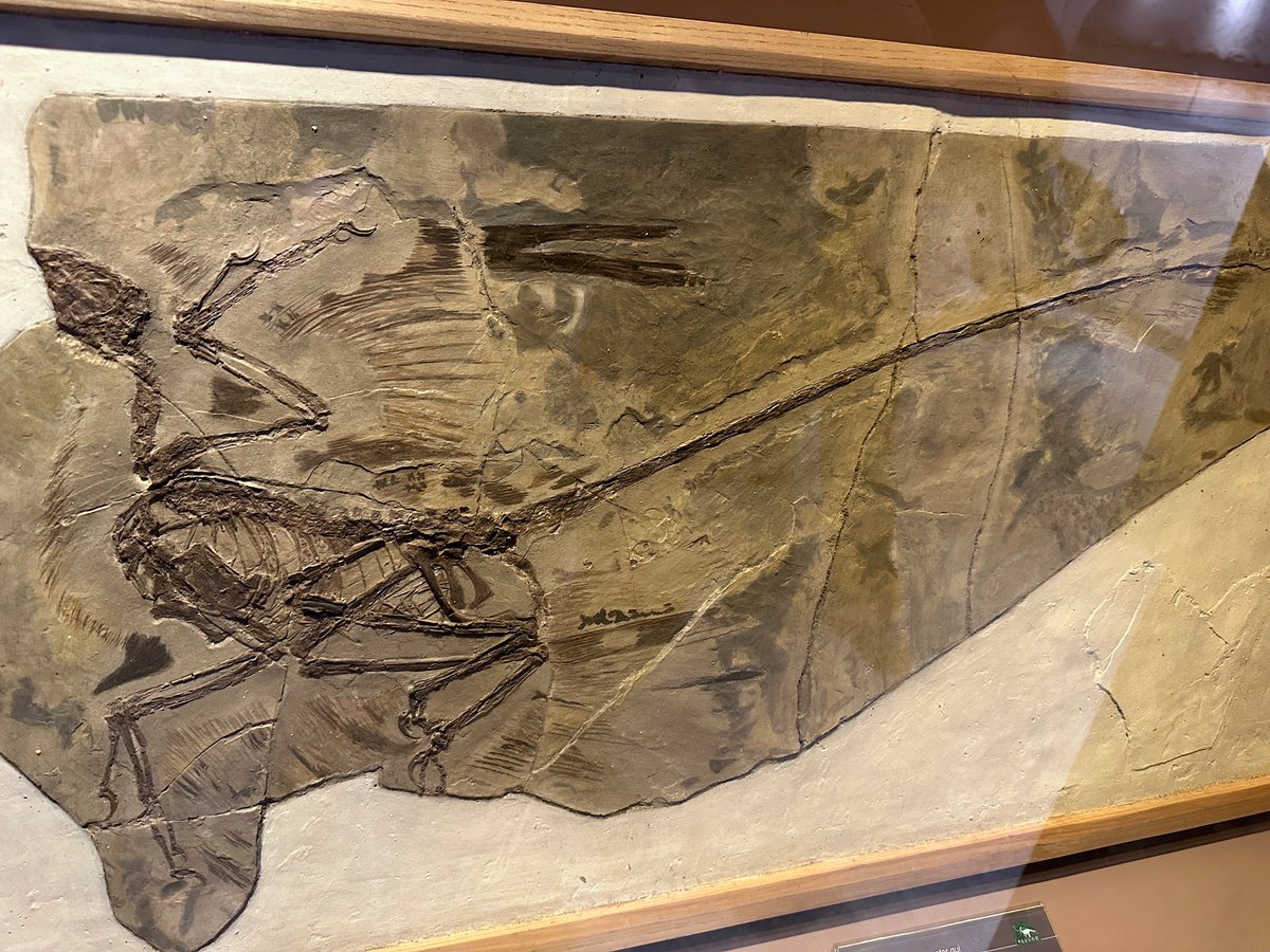 Flying dinosaurs. Professor Gao Xin at the Chinese Academy of Sciences in #Beijing examines some of the extraordinary winged fossils found in ashy deposits spewed by volcanoes 120 million years ago. #EdenWalk