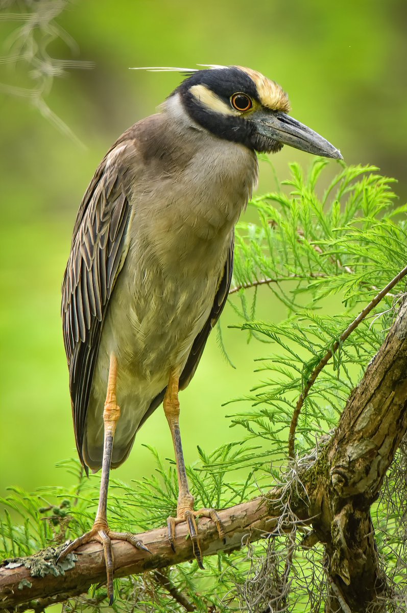 birdcrazed6's tweet photo. ** Please view FULL screen **

Here’s a simple portrait of the Yellow Crowned Night Heron, perch in one of its favorite trees… Cypress trees. 

#TwitterNatureCommunity #TwitterNaturePhotography #BirdsofTwitter #BirdTwitter https://t.co/g4JNm884eN