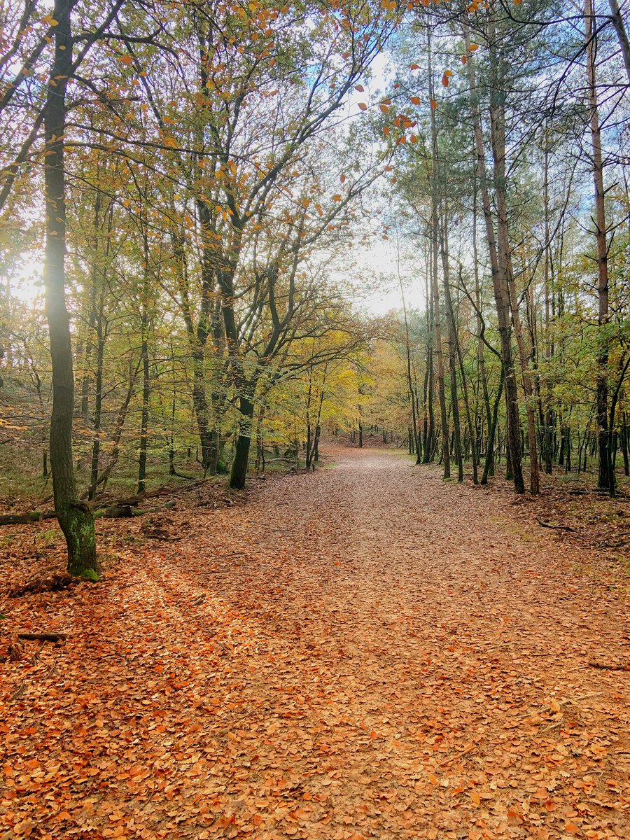 Westrik's tweet photo. Heerlijke wandeltocht was dat samen. En bij thuiskomst: de โbeloningโ ๐ #Loenermark https://t.co/o5SMpQgr2h