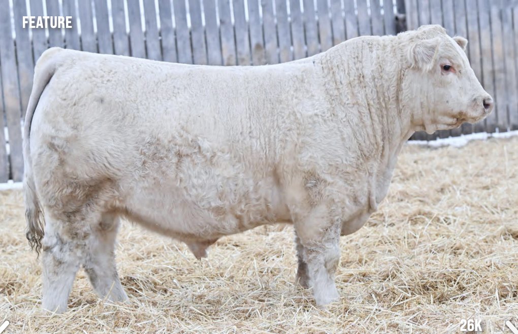 Let’s start with some breds!! First sire group to highlight - CKE Mitch 5H. What a maternal powerhouse this bull has become. Elite structure, true balance in every way, feminine made with beautiful udder development. Bred to our latest junior herdsire Kay R Fruition 26K