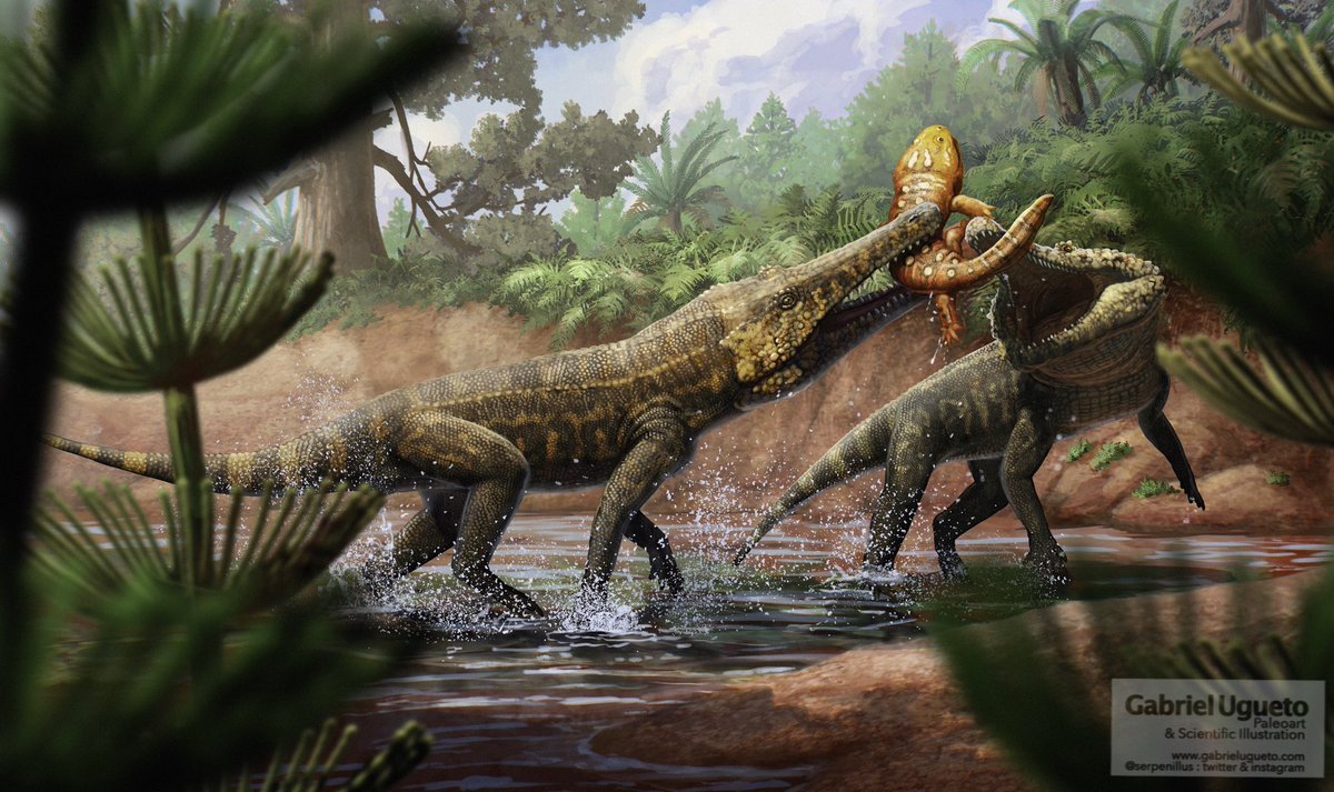 Gabriel N. U. tweet media