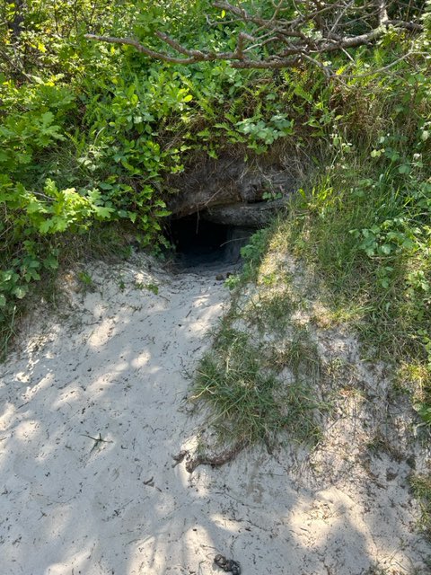 aajbrouwer's tweet image. #November_Kiek 
#Dag12
#ingang 
@Tpzijl
Tenslotte 2 ingangen van een konijnenhol 😀