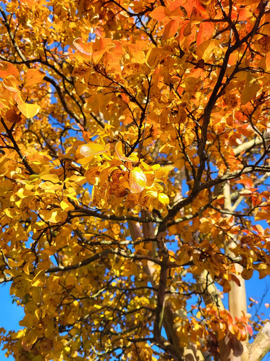 jennylinford's tweet photo. #FlowerReport #LeafReport Autumn glory! #LookUpInLondon https://t.co/4rSY0T7YwY