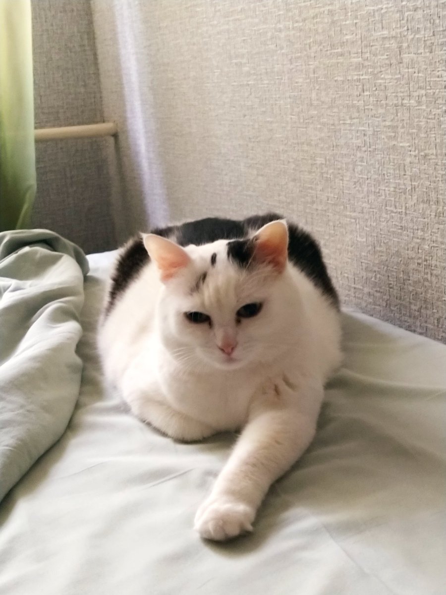 Cat_Matrjoskin's tweet photo. @Loinariye @Perfect_lena Какая серьёзная булка:3
Моя вот
Наша её около мусоропровода в 2015 году https://t.co/HNEphhgqB1