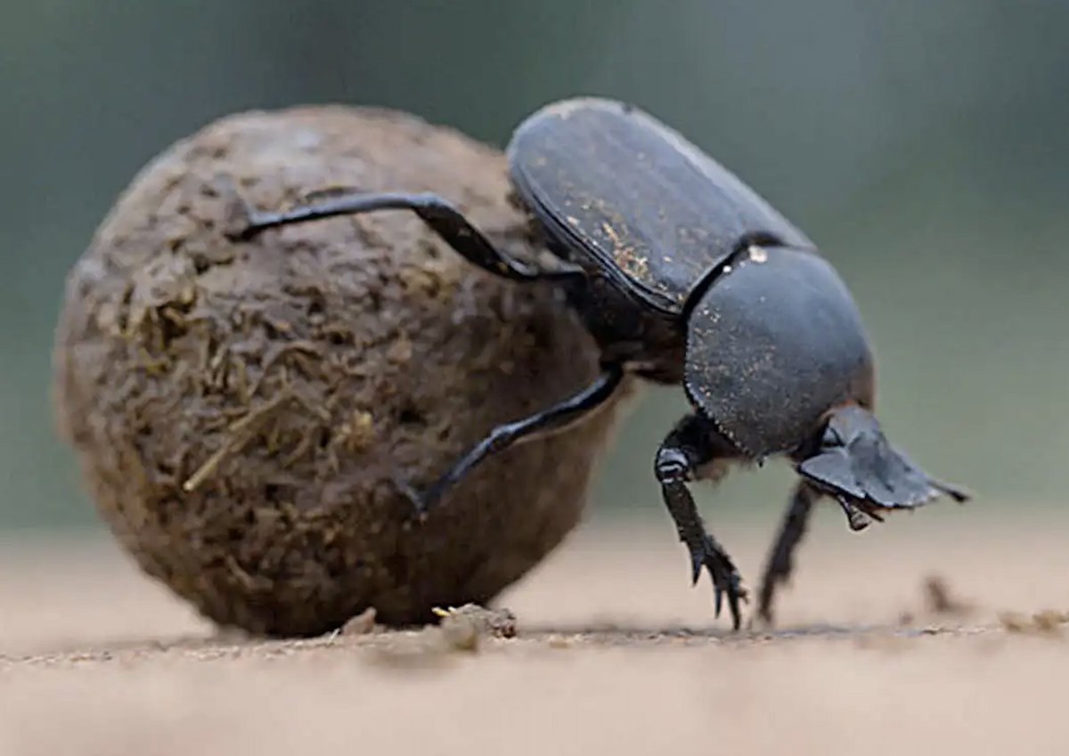 What do dung beetles have to do with the element #Fire? Find out on the latest @AgainstLore podcast along with lots of other fun & interesting facts about the ancient world! podcasts.apple.com/gb/podcast/fir… (📷 via Science Web)